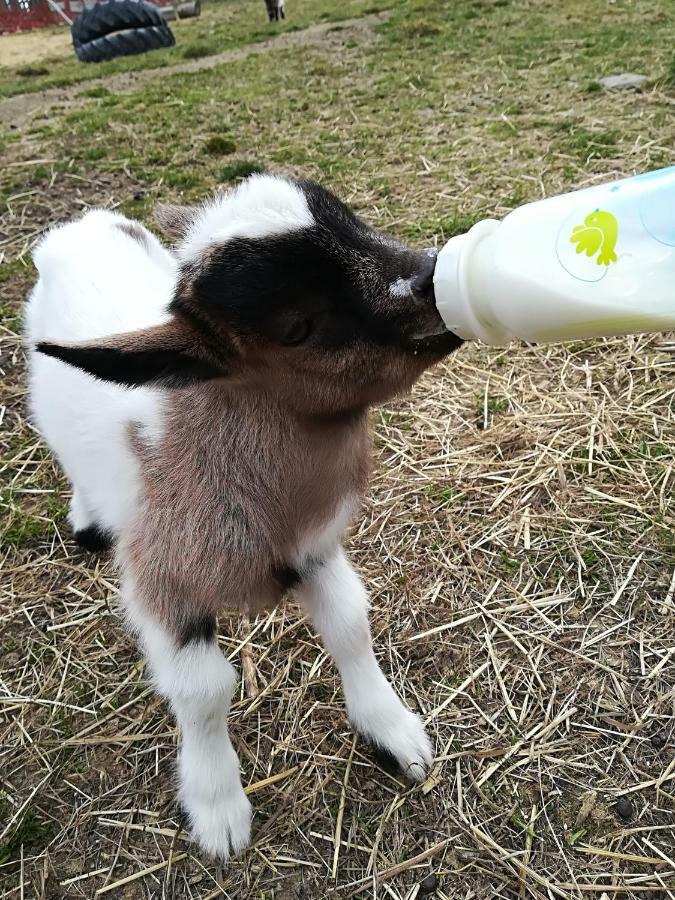 Appartamento Farma Ranch Jelemek Nebahovy Esterno foto